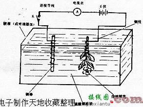 电镀鲜花制作方法  第1张